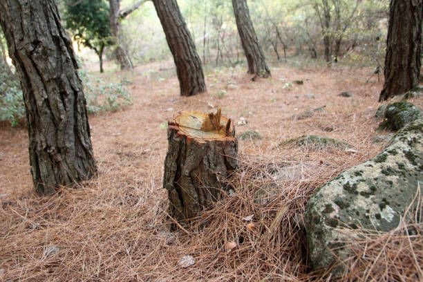 How Our Tree Care Process Works  in  Tucumcari, NM