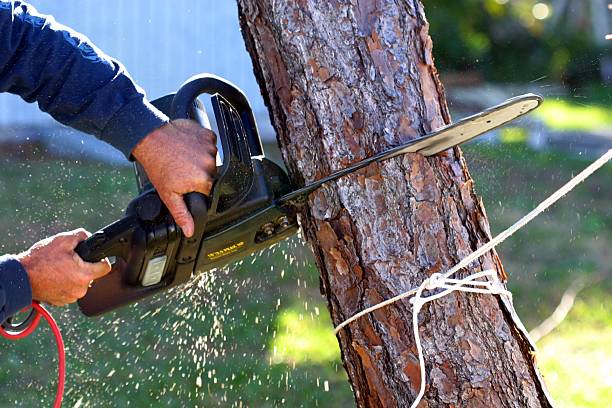 Mulching Services in Tucumcari, NM