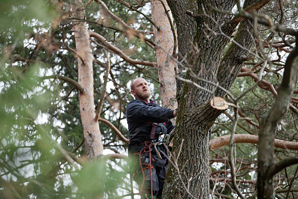 Best Storm Damage Tree Cleanup  in Tucumcari, NM