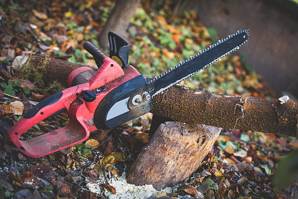 Professional Tree Care in Tucumcari, NM